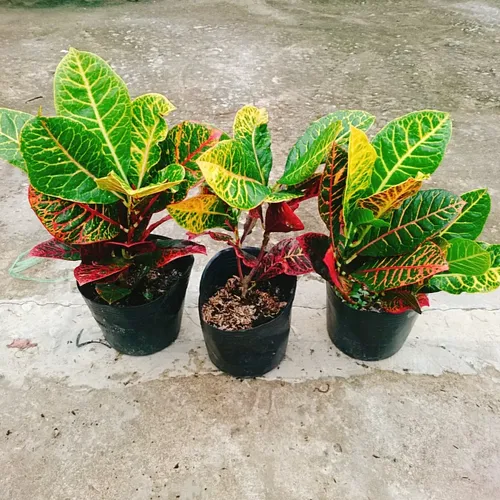 🌼Vẻ Đẹp ĐỘC LẠ Của Cây Lá Màu Coton - Chậu Cây Để Bàn Sang Trọng Không Thể Bỏ Lỡ!