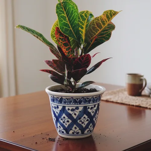 🌼Vẻ Đẹp ĐỘC LẠ Của Cây Lá Màu Coton - Chậu Cây Để Bàn Sang Trọng Không Thể Bỏ Lỡ!