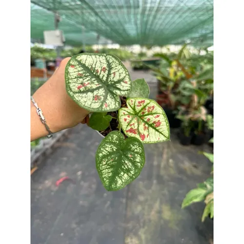 🌿Môn Dâu: Chậu Cây Để Bàn Độc Đáo Đẹp Đến SIÊU THỰC!