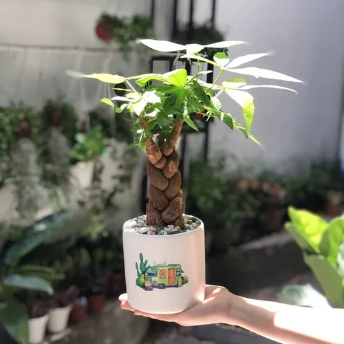 🌿CHẬU CÂY ĐỂ BÀN Kim Ngân Xoắn: Bí quyết THU HÚT tài lộc của sếp lớn!