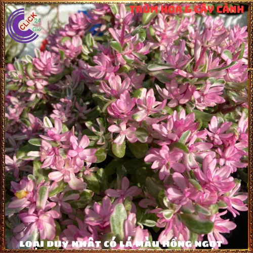 🌱Cây Cẩm Thạch Lá Hồng: Chậu cây để bàn nhỏ xinh mang lại HẠNH PHÚC!