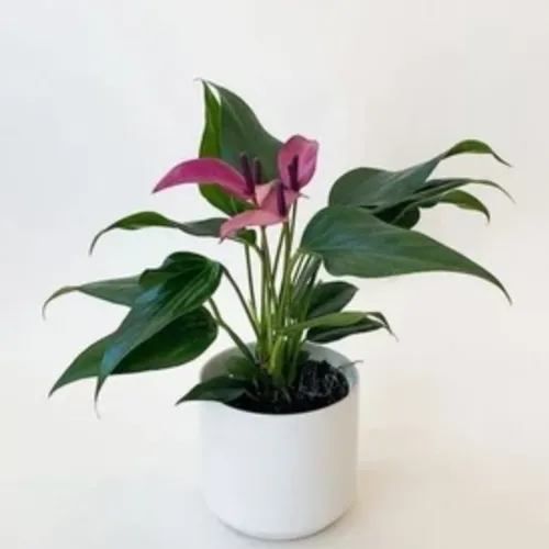 🧑‍🌾Hồng Môn Tím Mộng Mơ - Top 1 Chậu Cây Để Bàn Làm Việc Thu Hút TÀI LỘC