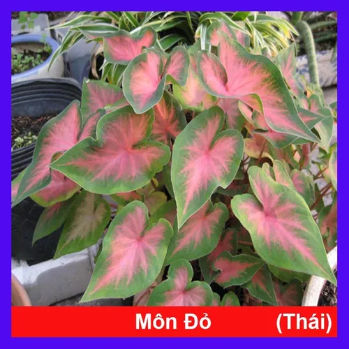 🌱Chậu Cây Môn Đỏ: Chậu Cây Để Bàn Văn Phòng Giúp MAY MẮN, Tài Lộc Cả Năm!