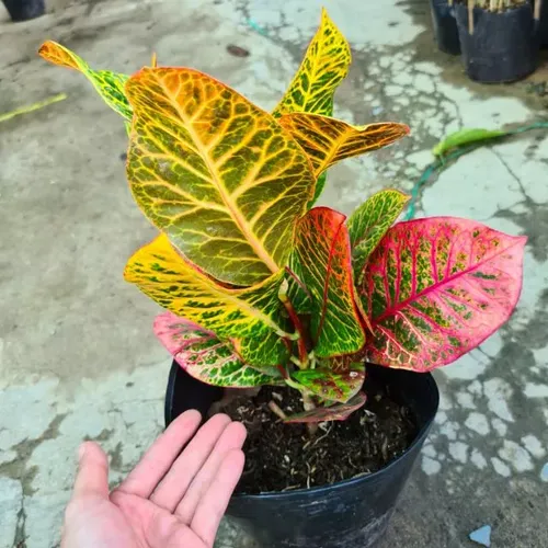 🌿Cây Ngũ Sắc: Chậu Cây Để Bàn Phòng Khách Siêu Xinh, Bừng Sáng Không Gian Sống!