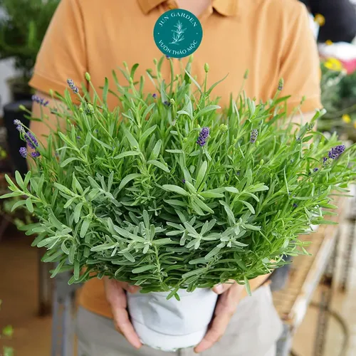 🌿Chậu Hoa Oải Hương: Chậu cây để bàn phòng khách- Biến Phòng Khách Thành Spa Thư Giãn!