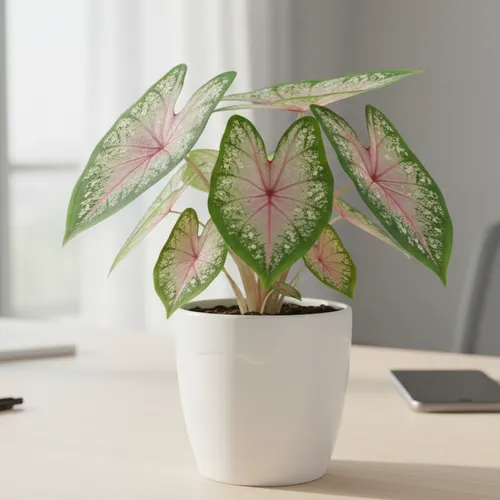 🍃Môn Thiên Nga: Chậu Cây Để Bàn Trang Trí - Đẹp ĐỘC LẠ, Chăm Siêu Dễ!