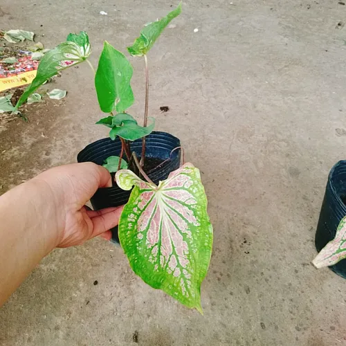 🍃Môn Thiên Nga: Chậu Cây Để Bàn Trang Trí - Đẹp ĐỘC LẠ, Chăm Siêu Dễ!