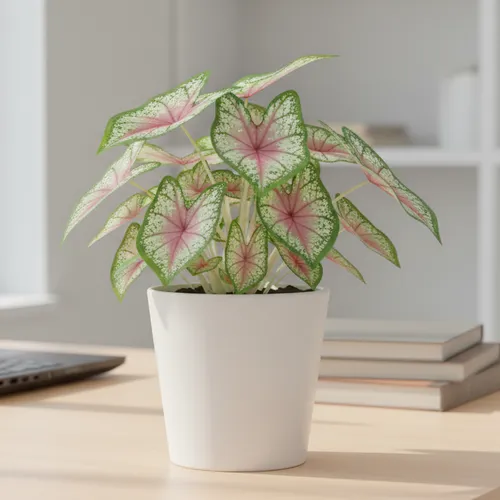 🍃Môn Thiên Nga: Chậu Cây Để Bàn Trang Trí - Đẹp ĐỘC LẠ, Chăm Siêu Dễ!