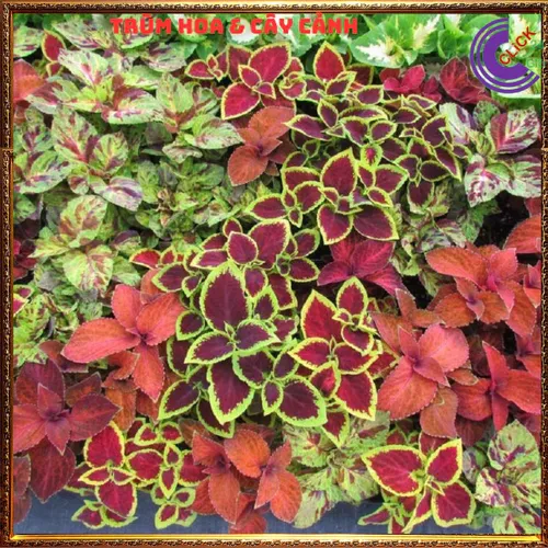 🌱Lá Gấm Ngũ Sắc - Chậu Cây Để Bàn Dễ Thương Xua Tan Mọi Căng Thẳng!