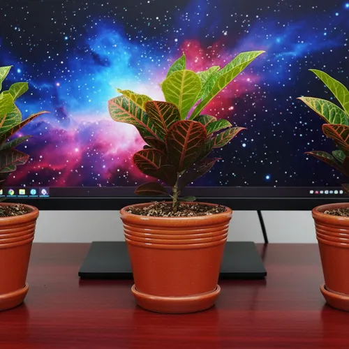 🌼Vẻ Đẹp ĐỘC LẠ Của Cây Lá Màu Coton - Chậu Cây Để Bàn Sang Trọng Không Thể Bỏ Lỡ!