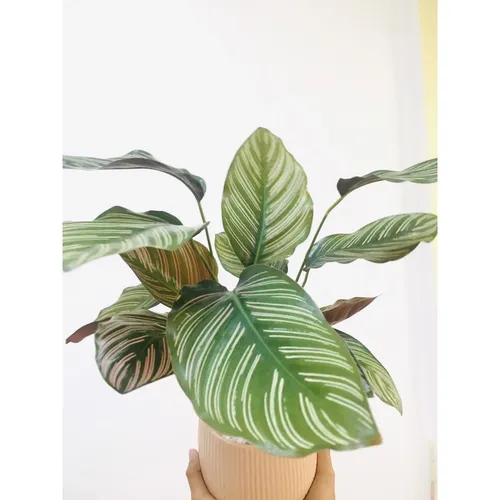 🌱Chậu Cây Để Bàn Đuôi Công Thái: Vẻ Đẹp ĐỘC LẠ cho góc làm việc của bạn!