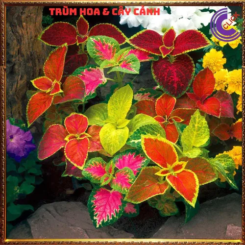 🌱Lá Gấm Ngũ Sắc - Chậu Cây Để Bàn Dễ Thương Xua Tan Mọi Căng Thẳng!