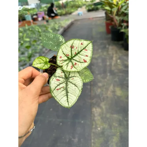 🌿Môn Dâu: Chậu Cây Để Bàn Độc Đáo Đẹp Đến SIÊU THỰC!