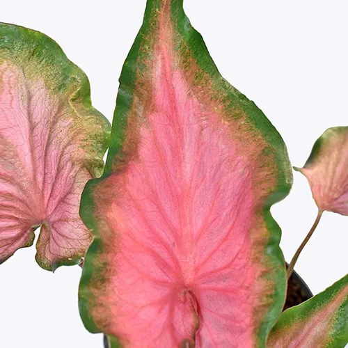 🌱Chậu Cây Môn Đỏ: Chậu Cây Để Bàn Văn Phòng Giúp MAY MẮN, Tài Lộc Cả Năm!