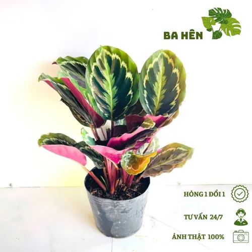 ✨Cây Đuôi Công Tím: Chậu Cây Để Bàn Trang Trí Biến Góc Làm Việc Cực Chill!