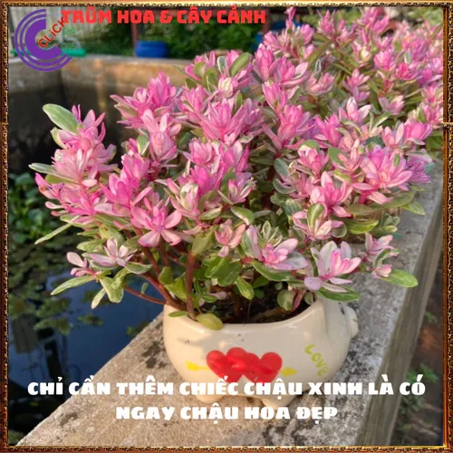 🌱Cây Cẩm Thạch Lá Hồng: Chậu cây để bàn nhỏ xinh mang lại HẠNH PHÚC!