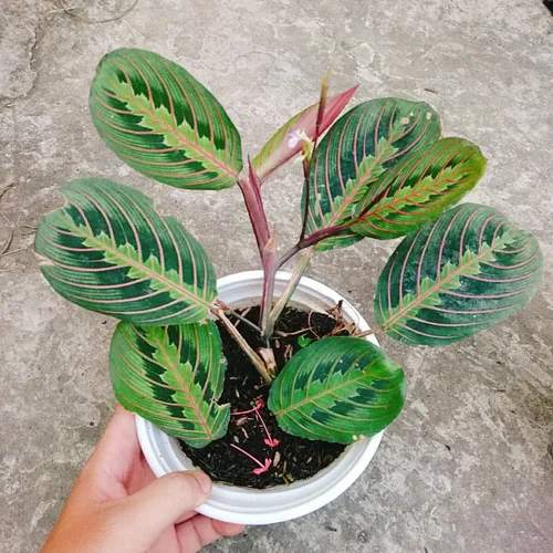 🍃Cây Đuôi Công Xương Cá - Chậu cây để bàn đẹp mang lại May mắn, Thịnh vượng!