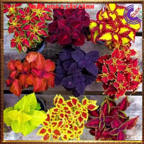 🌱Lá Gấm Ngũ Sắc - Chậu Cây Để Bàn Dễ Thương Xua Tan Mọi Căng Thẳng!