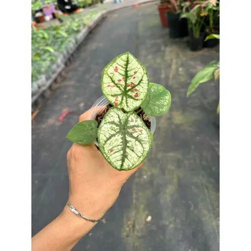 🌿Môn Dâu: Chậu Cây Để Bàn Độc Đáo Đẹp Đến SIÊU THỰC!