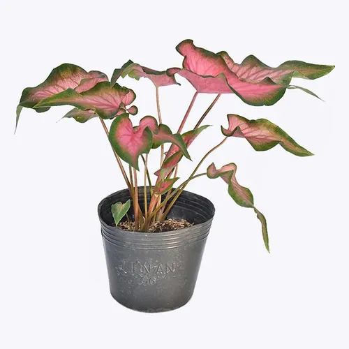 🌱Chậu Cây Môn Đỏ: Chậu Cây Để Bàn Văn Phòng Giúp MAY MẮN, Tài Lộc Cả Năm!