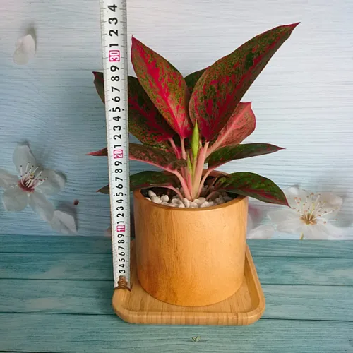 🌸Cây Như Ý: Chậu Cây Để Bàn Độc Đáo Mang Lại MAY MẮN!