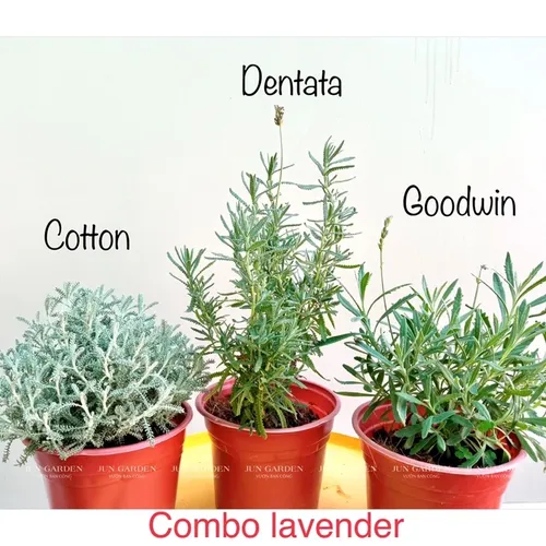 🌿Chậu Hoa Oải Hương: Chậu cây để bàn phòng khách- Biến Phòng Khách Thành Spa Thư Giãn!