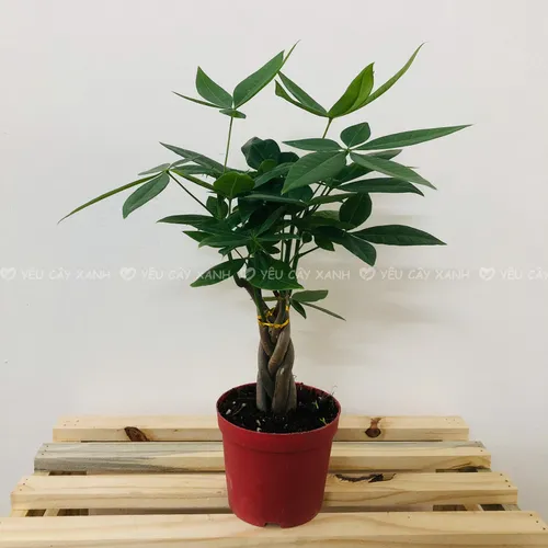 🌿CHẬU CÂY ĐỂ BÀN Kim Ngân Xoắn: Bí quyết THU HÚT tài lộc của sếp lớn!