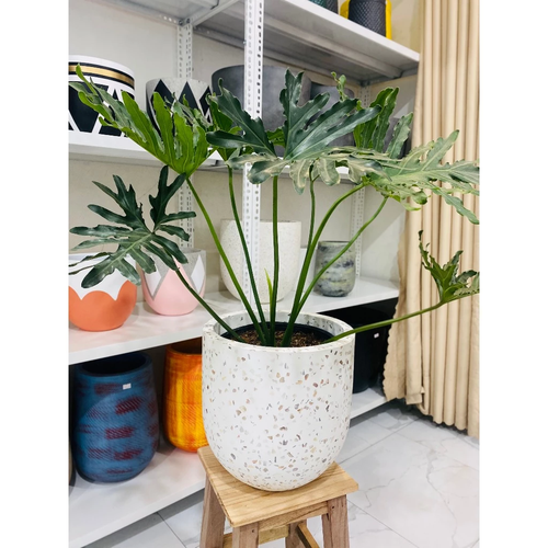 🌸Chậu Xi Măng Đá Mài: Vẻ Đẹp TINH KHÔI Khiến Ai Cũng Phải Trầm Trồ