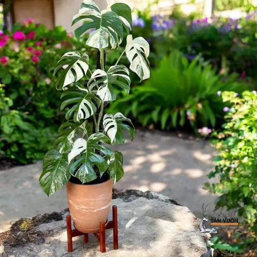 ☀️Review Bộ 3 Chậu Gốm Marble: Liệu Có Đáng Tiền Cho Một Bộ Chậu Gốm Trồng Cây Cảnh Sân Vườn?