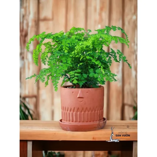 🧑‍🌾Chậu Gốm Trồng Cây Cảnh Mặt Cười: Nụ Cười Bừng Sáng Cho Mọi Không Gian!