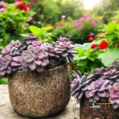 🧑‍🌾Review Chậu Gốm Trồng Cây Ngoài Trời Dáng Nồi: ĐẸP BẤT NGỜ, Giá Siêu Rẻ!