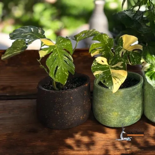 🧑‍🌾Review Chậu Gốm Trồng Cây Ngoài Trời Dáng Nồi: ĐẸP BẤT NGỜ, Giá Siêu Rẻ!