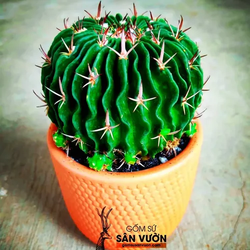 🌳Combo 10 Chậu Gốm Trồng Cây Nghệ Thuật Da Rắn 8cm - Vẻ Đẹp Độc Lạ Cho Không Gian Xanh!