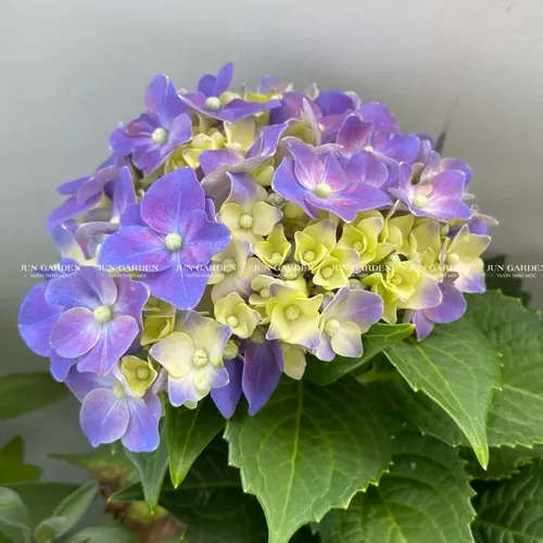 🌸Chậu Hoa Cẩm Tú Cầu Đang Hoa Hoặc Xoáy Nụ - Đẹp Mê Mẩn Cho Mọi Không Gian!