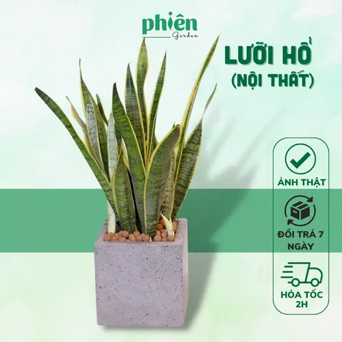 🧑‍🌾Chậu Hoa Cây Cảnh Lưỡi Hổ Thái: Top 1 Cây Phong Thủy Bàn Làm Việc Giúp Trừ Tà, Hút Lộc.