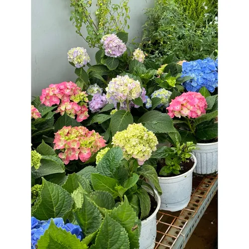 🌸Chậu Hoa Cẩm Tú Cầu Đang Hoa Hoặc Xoáy Nụ - Đẹp Mê Mẩn Cho Mọi Không Gian!