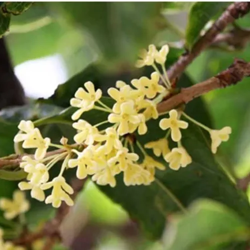 🧑‍🌾Cây Mộc Hương Ta: Chậu Hoa Cây Cảnh Phong Thủy Thu Hút Tài Lộc, Hương Thơm Say Đắm!