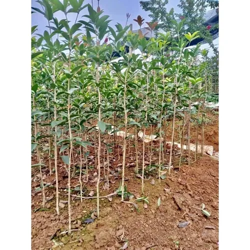 🌱Cây Mộc Hương Ta: Chậu Hoa Cây Cảnh Phong Thủy Giúp Bạn ĐỔI VẬN, Rước Tài Lộc!