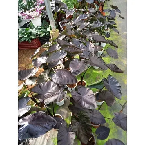 ☀️Chậu Môn Đen ĐỘC LẠ - Nâng Tầm Đẳng Cấp Cho Không Gian Cây Cảnh Ngoài Trời Của Bạn.