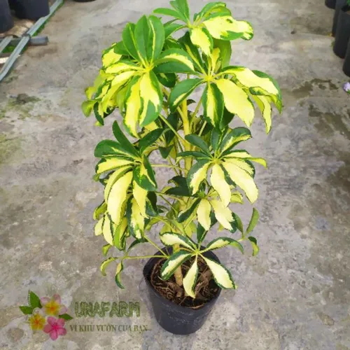 🍃Cây Ngũ Gia Bì Cẩm Thạch: LOẠI BỎ Muỗi Khỏi Nhà Bằng Chậu Hoa Cây Cảnh Đẹp Này, Bạn Tin Không?