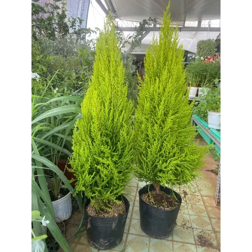 💔Cây Tùng Thơm: Chậu Hoa Cây Cảnh Ngoài Trời Vừa Đẹp Vừa Thơm!