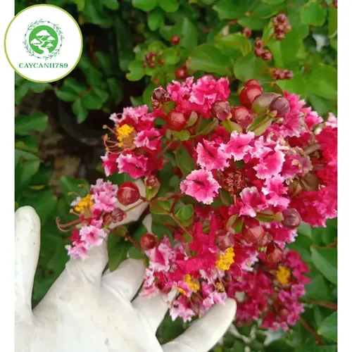 🌳Cây Tường Vi Song Hỉ: Chậu Hoa Cây Cảnh Đẹp Khiến Hàng Xóm PHÁT MÊ!