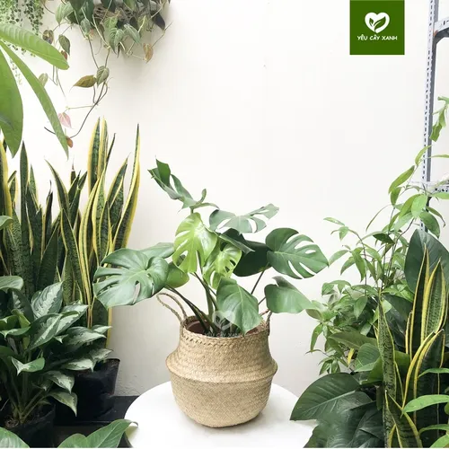 🌱Chậu Hoa Cây Cảnh Trầu Bà Nam Mỹ: BÍ MẬT Kích Hoạt Tài Lộc, May Mắn Cho Gia Chủ!