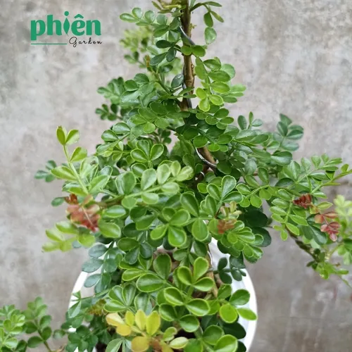 🌼Cây Cần Thăng Bonsai - Chậu hoa cây cảnh độc đáo GỌI TÀI LỘC vào nhà.