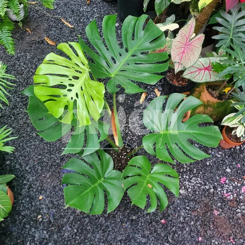 🌱Cây Trầu Bà Lá Xẻ: Chậu Hoa Cây Cảnh Để Phòng Khách Mang Tài Lộc Vào Nhà!