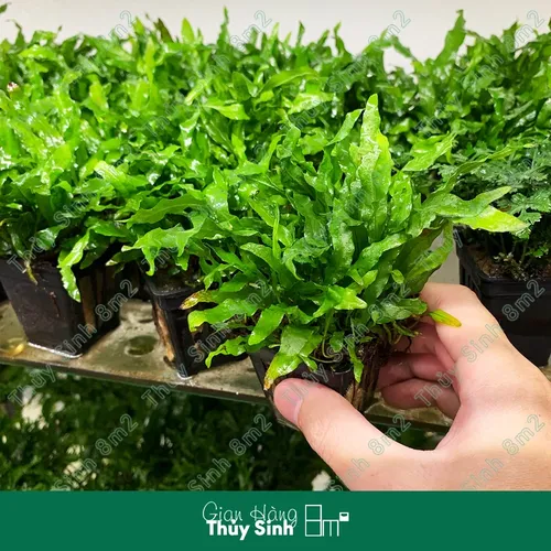 🌿Dương Xỉ Mỹ Nhân: Chậu Hoa Cây Cảnh Đẹp Thủy Sinh - Biến Bể Cá Thành Rừng Rậm!