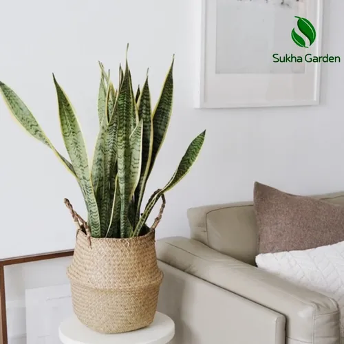 🧑‍🌾Chậu Hoa Cây Cảnh Lưỡi Hổ Thái: Top 1 Cây Phong Thủy Bàn Làm Việc Giúp Trừ Tà, Hút Lộc.