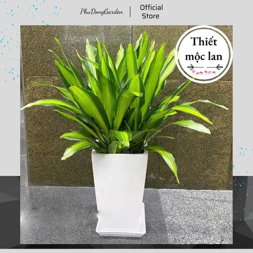 ☀️Chậu Hoa Cây Cảnh Thiết Mộc Lan: Có Thật Sự ĐÁNG TIỀN và Dễ Chăm Sóc?