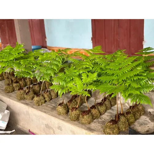 🧑‍🌾Cây Dương Xỉ Culi: Chậu Hoa Cây Cảnh Đẹp Mê Ly, Mang Vẻ Đẹp Hoang Sơ Vào Nhà Bạn!