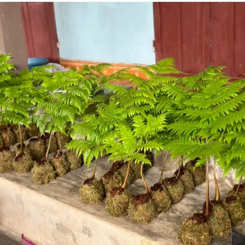 🧑‍🌾Cây Dương Xỉ Culi: Chậu Hoa Cây Cảnh Đẹp Mê Ly, Mang Vẻ Đẹp Hoang Sơ Vào Nhà Bạn!